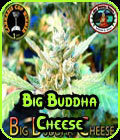 Big Buddha Cheese - Big Buddha Seeds