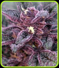 Big City Lights - Norstar Genetics