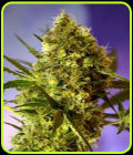 Big Devil Auto - Sweet Seeds