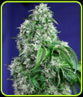 Big Devil F1 Fast Version - Sweet Seeds