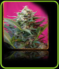 Big Devil XL Auto - Sweet Seeds