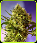 Big Devil #2 - Sweet Seeds