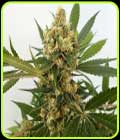 Big Domina Auto - Freedom of Seeds