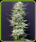 Big Freeze - Big Head Seeds
