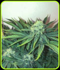 Big Nugs Fast - Seedsman Seeds