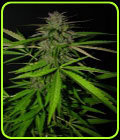 SALE - Big Red - Seedism Seeds - Seedism Seeds