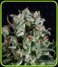Big Shark - Genofarm Seeds