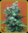 Big Whoop Auto - Breaking Buds Seeds