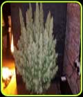 Big Yield Auto - Phoenix Cannabis Seeds