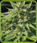 Bigfoot Glue - Humboldt Seed Company