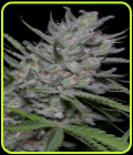 Bighead Superfast Auto - Big Head Seeds