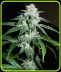Biker Kush V2.0 - Karma Genetics