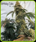 Birthday Cake S1 - Cannarado Genetics