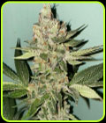 Biscotti 2.0 - The Plug Seedbank