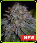 Biscotti - Cream of the Crop