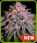 Biscotti Auto - Cream of the Crop