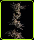 Biscotti Cake - Elev8 Seeds