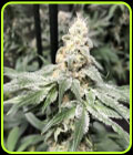 Biscotti Cakes - Cannarado Genetics