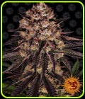 Biscotti Mintz - Barneys Farm Seeds