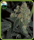 Biscotti Peach - Cali Weed Seeds