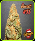Biscotti #33 Auto - TasteBudz Seeds