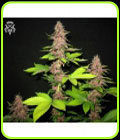 Bizarre - SickMeds Seeds