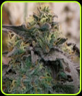 Bizcocho - Grounded Genetics