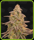 Bizcoffi - Terp Treez Co
