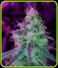 Black Jack - Nirvana Seeds
