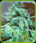 Black Afghani Kush - Medicann Seeds