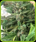 Black Apple Fritter Auto - TasteBudz Seeds