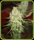 Black Berry OG - Emerald Triangle Seeds