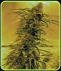 Black Blood - Medicann Seeds