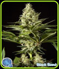 Black Bomb - Philosopher Seeds