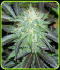 Black Buddha - Sagarmatha Seeds