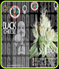 Black Cheese - Big Buddha Seeds