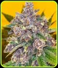 Black Cherries - Old School Genetics