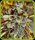 Black Cherry Cake - Holy Smoke Seeds