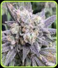 SALE - Black Cherry Soda - Flavour Chasers - Flavour Chasers