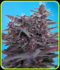 Black Cream Auto - Sweet Seeds