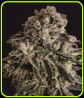 Black Critical x SCBDX - Super CBDx Seeds