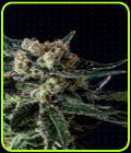 Black Diesel - Genofarm Seeds