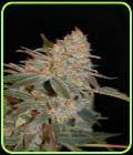 Black Diesel - Advanced Seeds