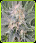 Black Ghost OG - Original Sensible Seeds