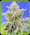 Black Gum - Original Sensible Seeds