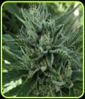 Black Hog - Terp Hogz GeneticZ