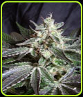 Black Jack - Sweet Seeds
