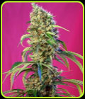 Black Jack CBD - Sweet Seeds