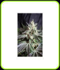 Black Jack Fast V - Sweet Seeds