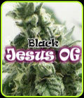 Black Jesus OG - Dr Underground